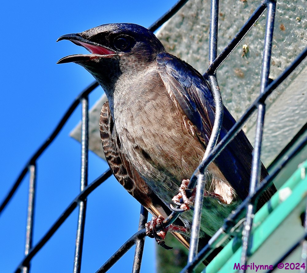 DSC_1815_001.JPG