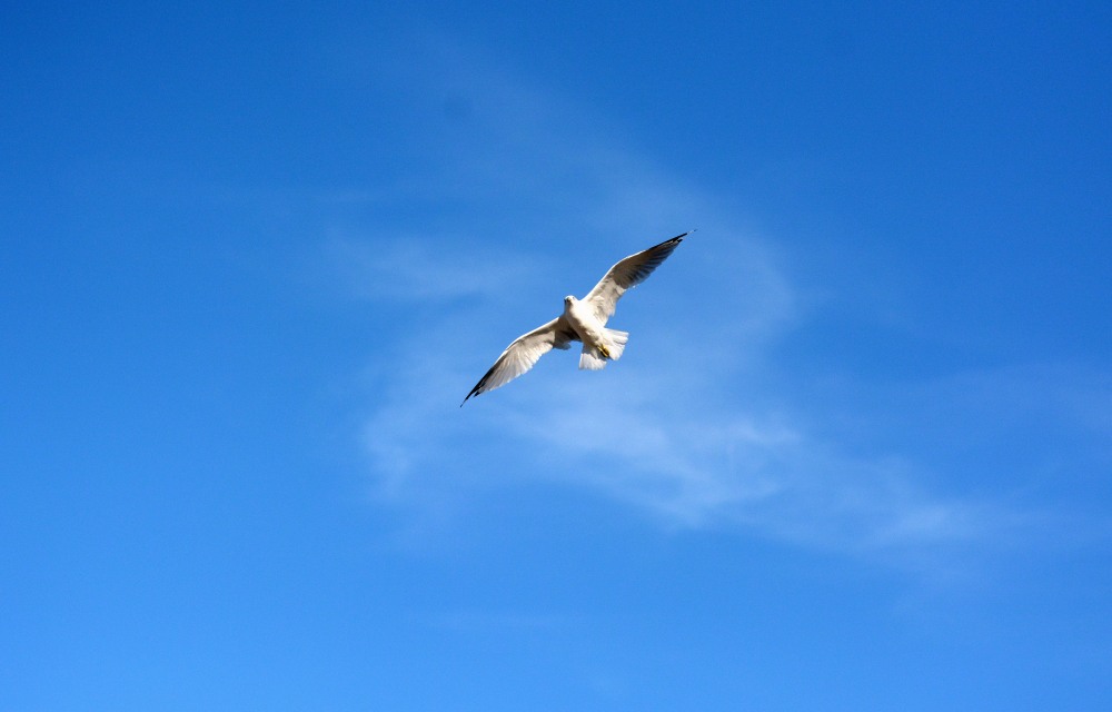 DSC_1816.JPG
