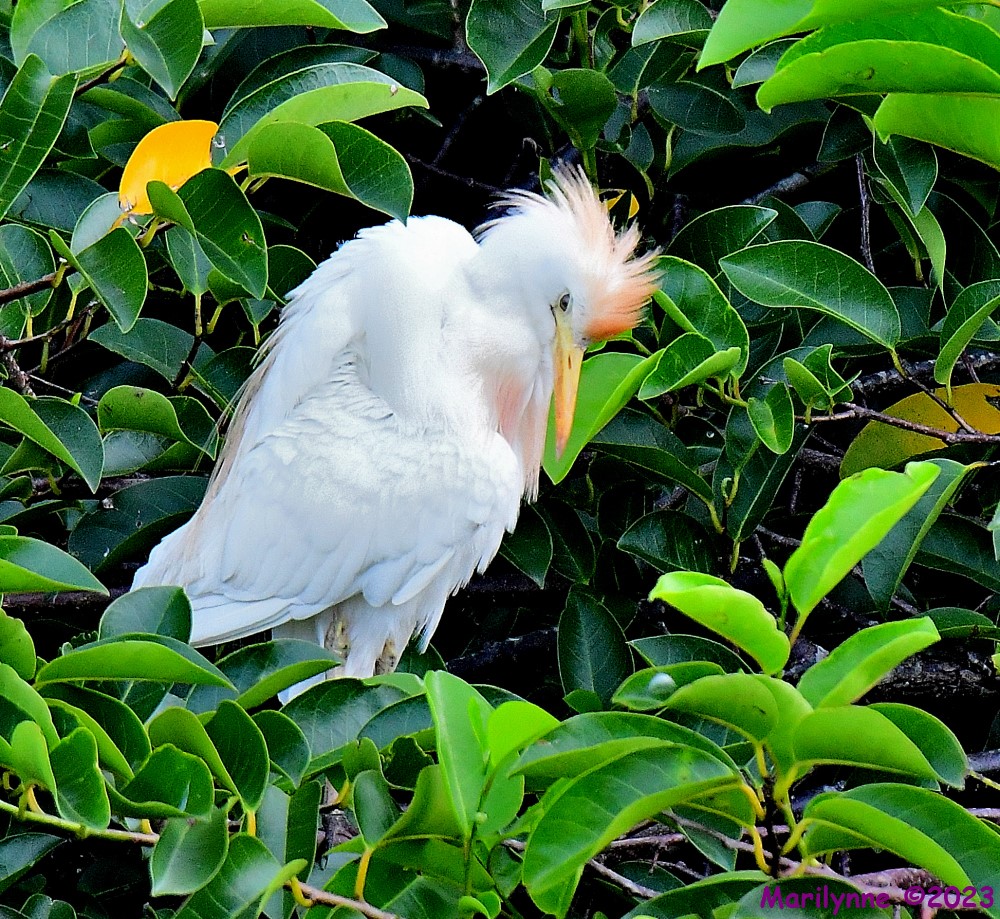 DSC_1816_001.JPG