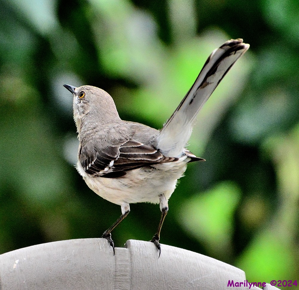 DSC_1817_001.JPG