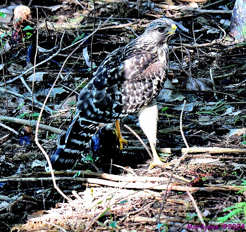 DSC_1817_001.JPG