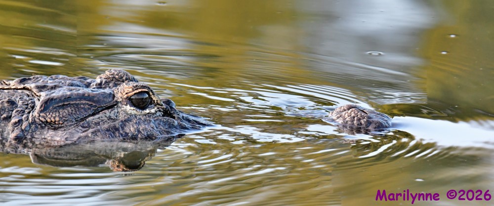DSC_1817_stitch4_001.JPG