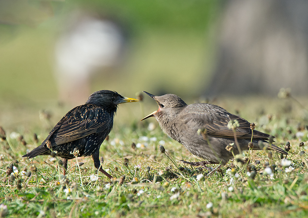 DSC_1819.jpg