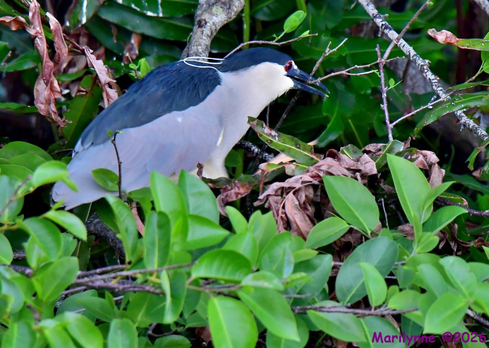 DSC_1819_001.JPG
