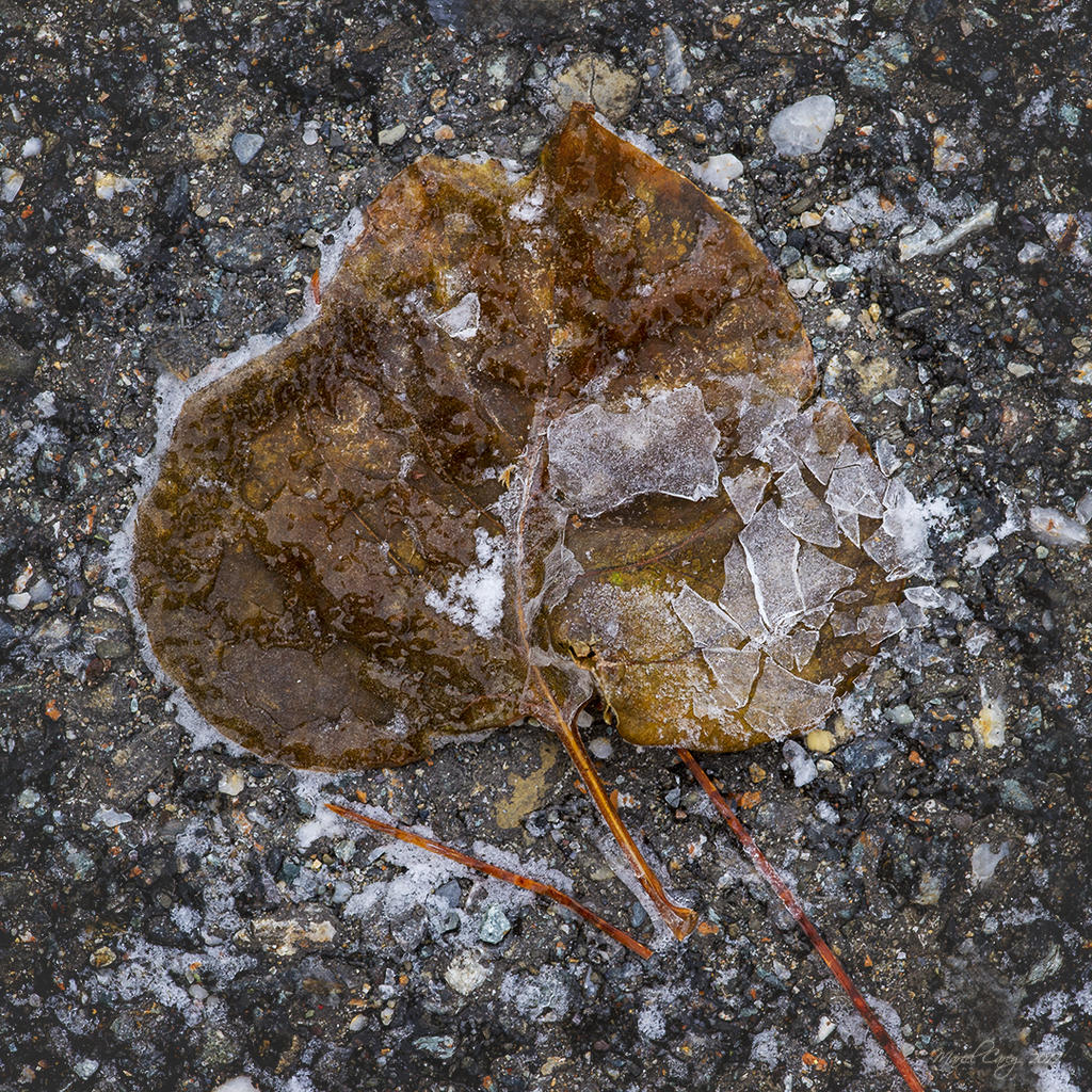 DSC_1820.jpg