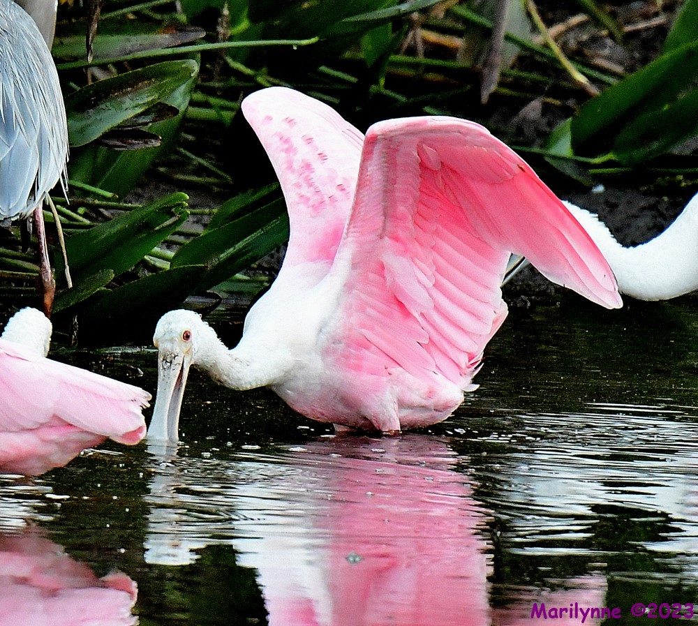 DSC_1820_001.JPG
