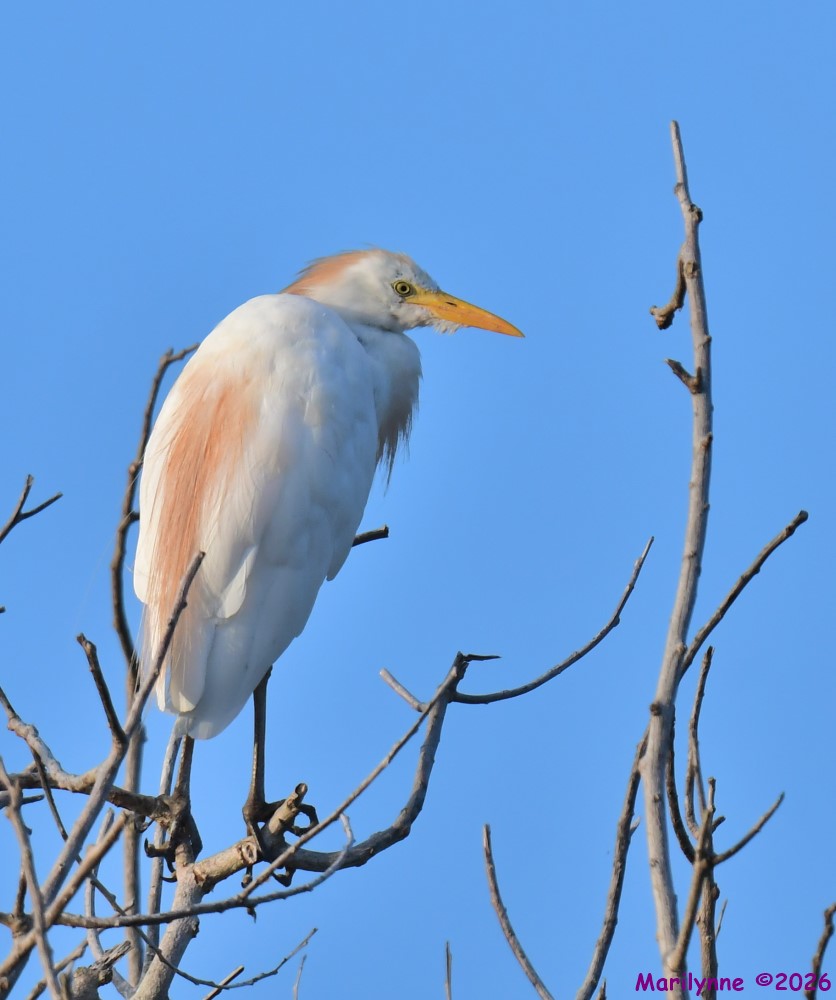 DSC_1823_001.JPG