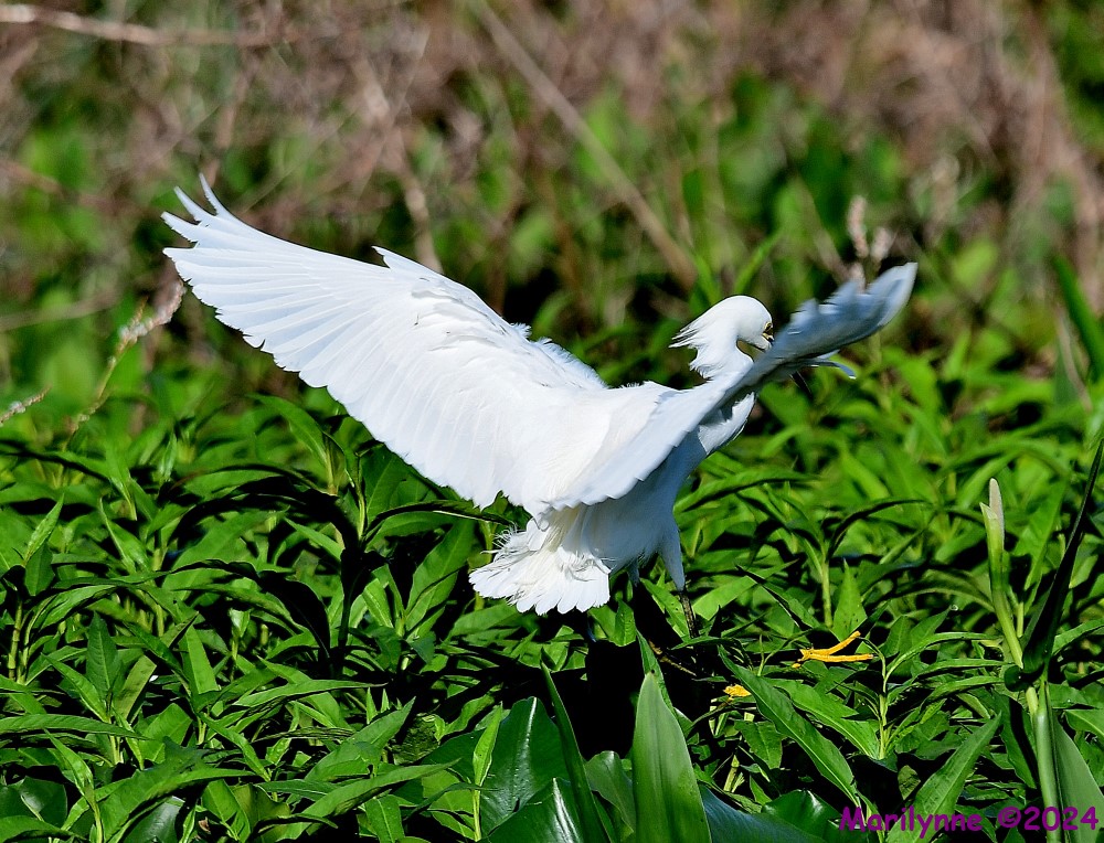 DSC_1826_001.JPG