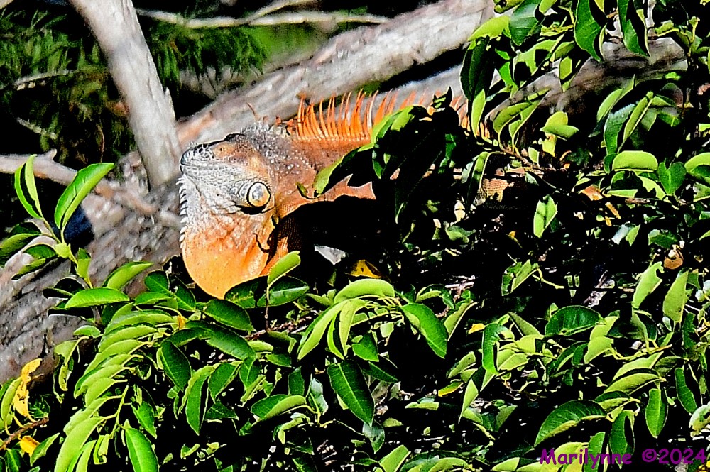 DSC_1826_001.JPG