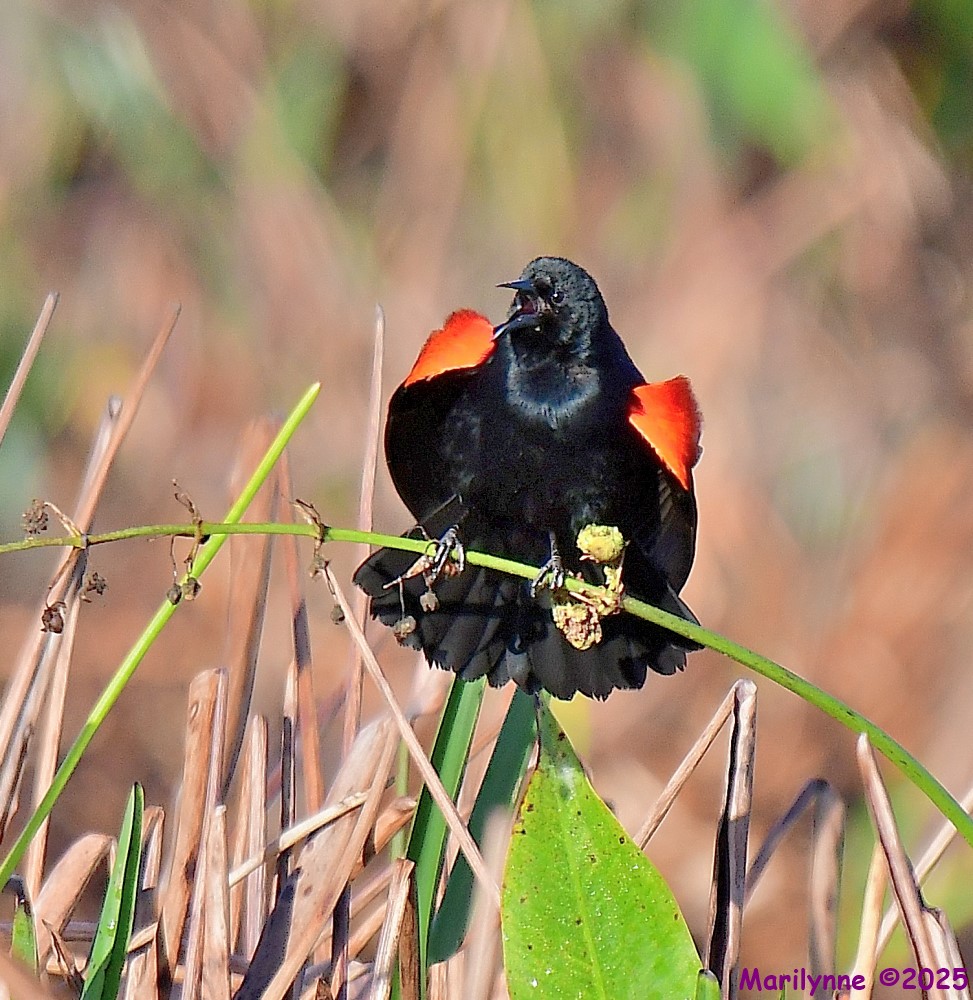 DSC_1826_001.JPG