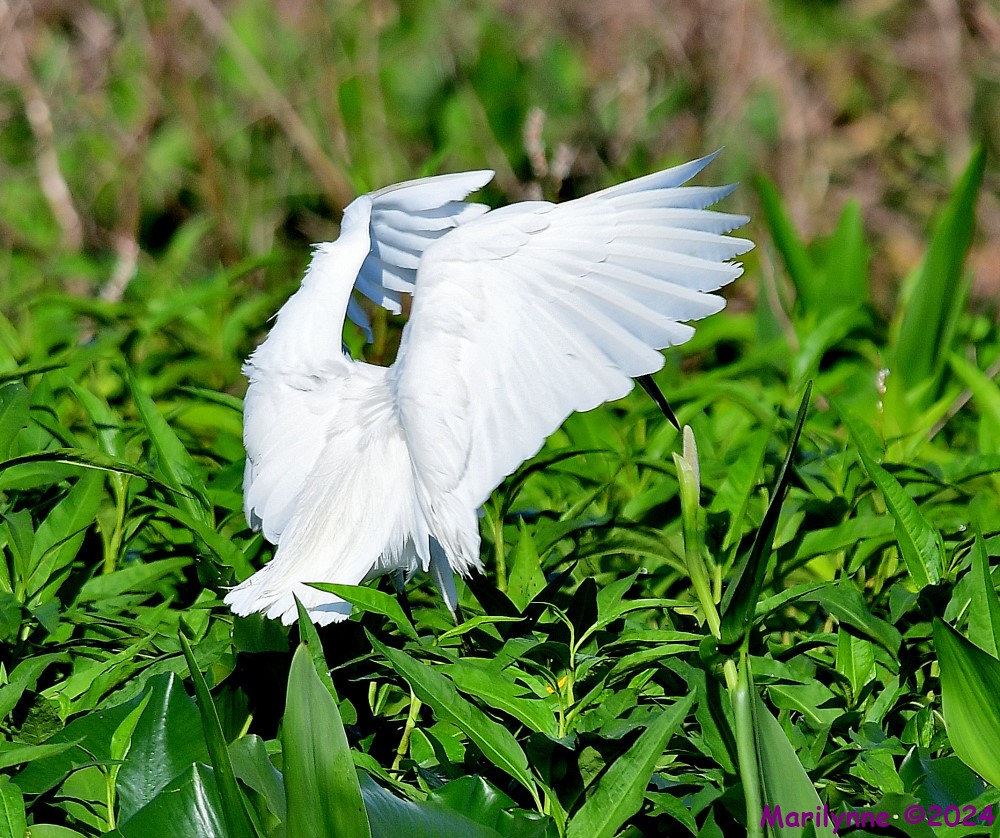DSC_1827_001.JPG