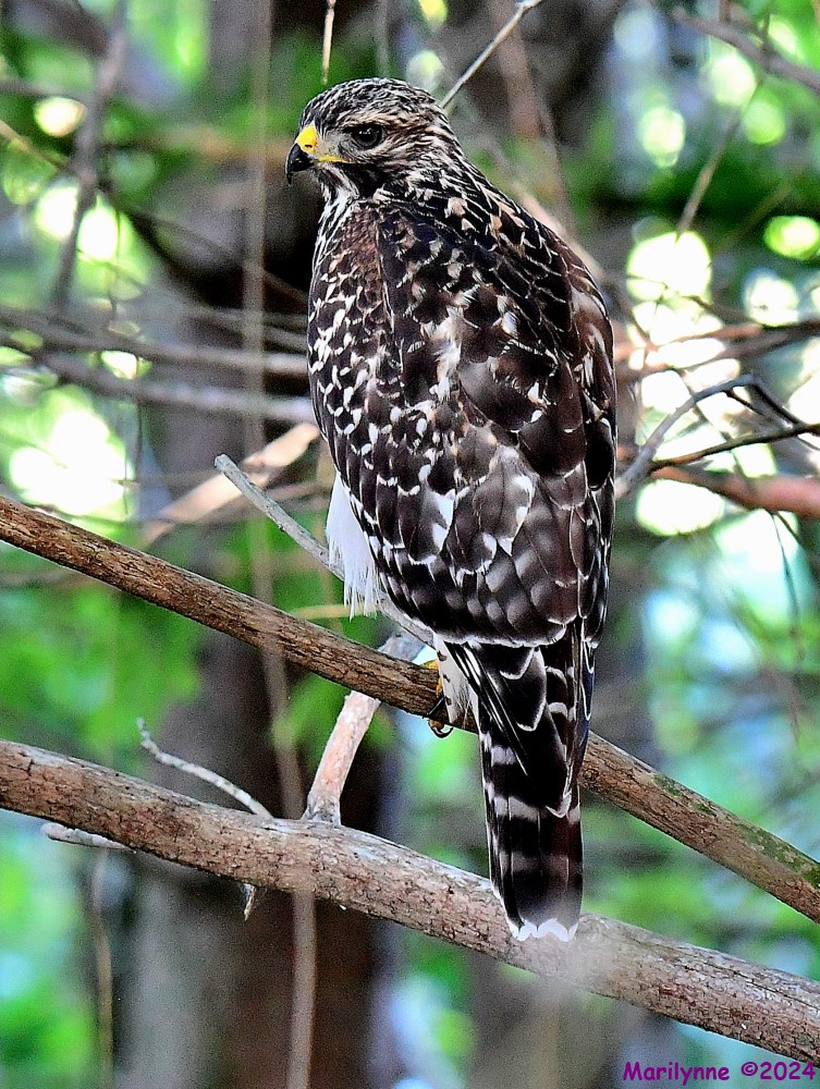 DSC_1830_001.JPG