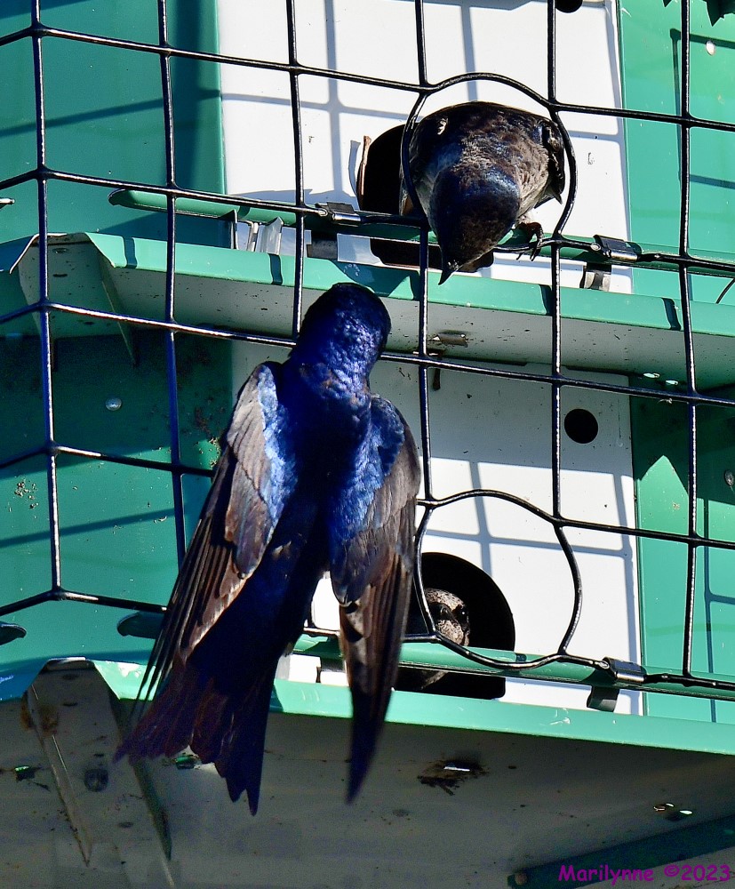 DSC_1833_001.JPG