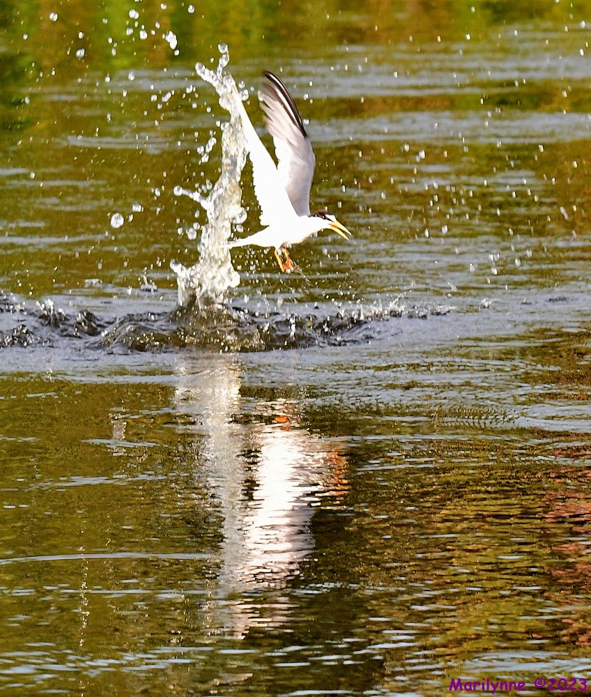 DSC_1833_001.JPG
