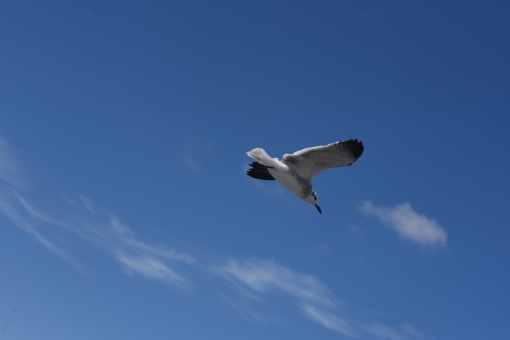 DSC_1837.JPG