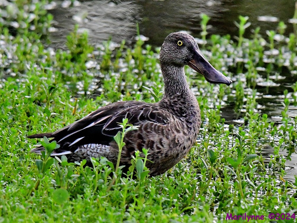 DSC_1837_001.JPG