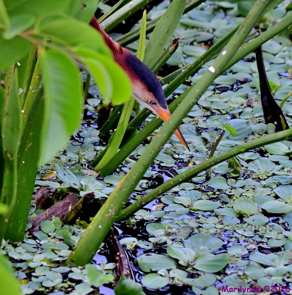 DSC_1840_001.JPG