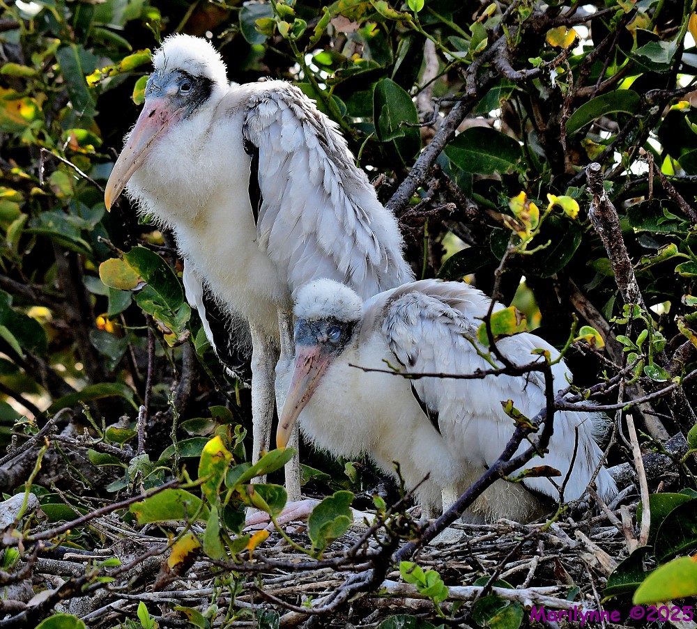 DSC_1841_001.JPG