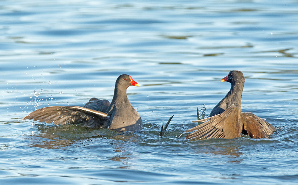 DSC_1842.jpg