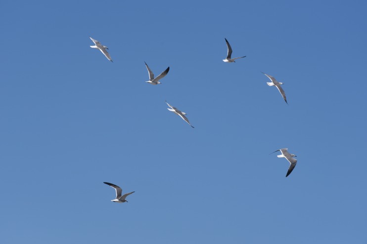 DSC_1842.JPG