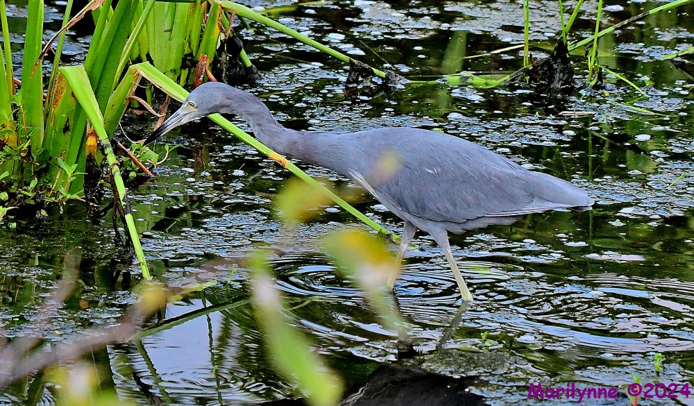 DSC_1843_001.JPG