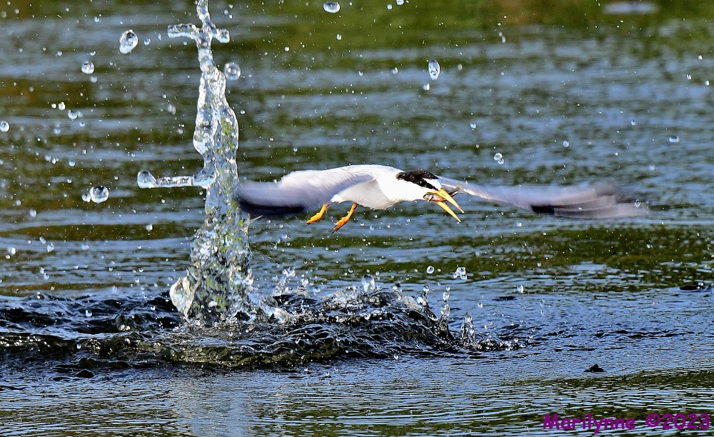 DSC_1844_001.JPG