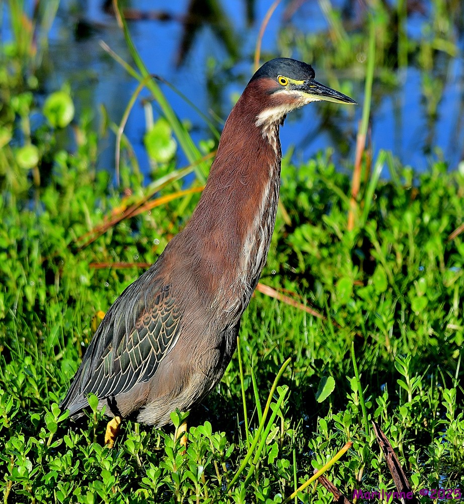 DSC_1845_001.JPG