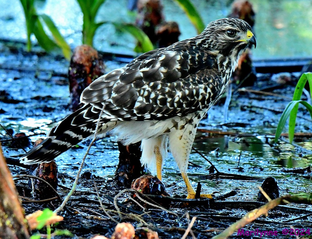 DSC_1846_001.JPG