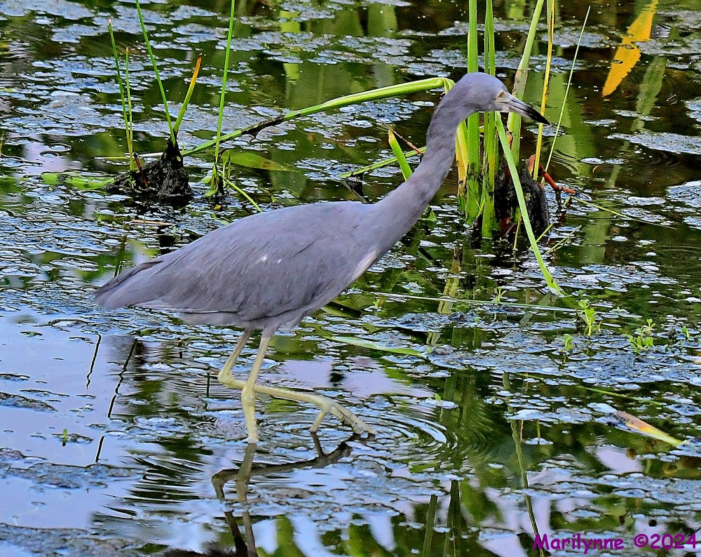 DSC_1846_001.JPG