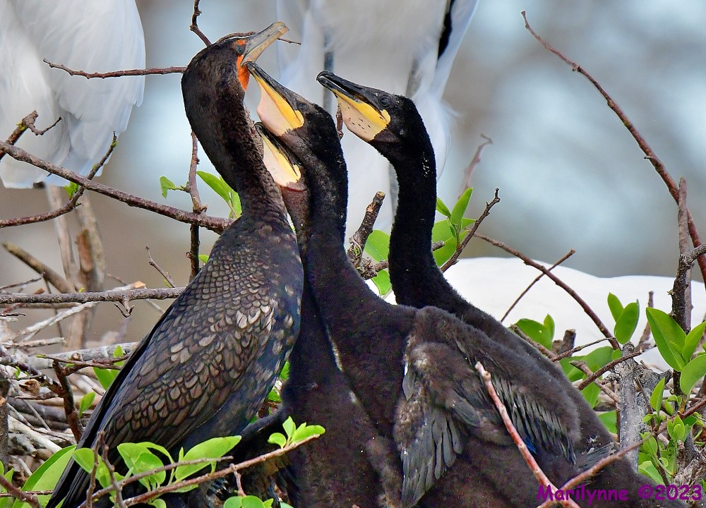 DSC_1850_001.JPG