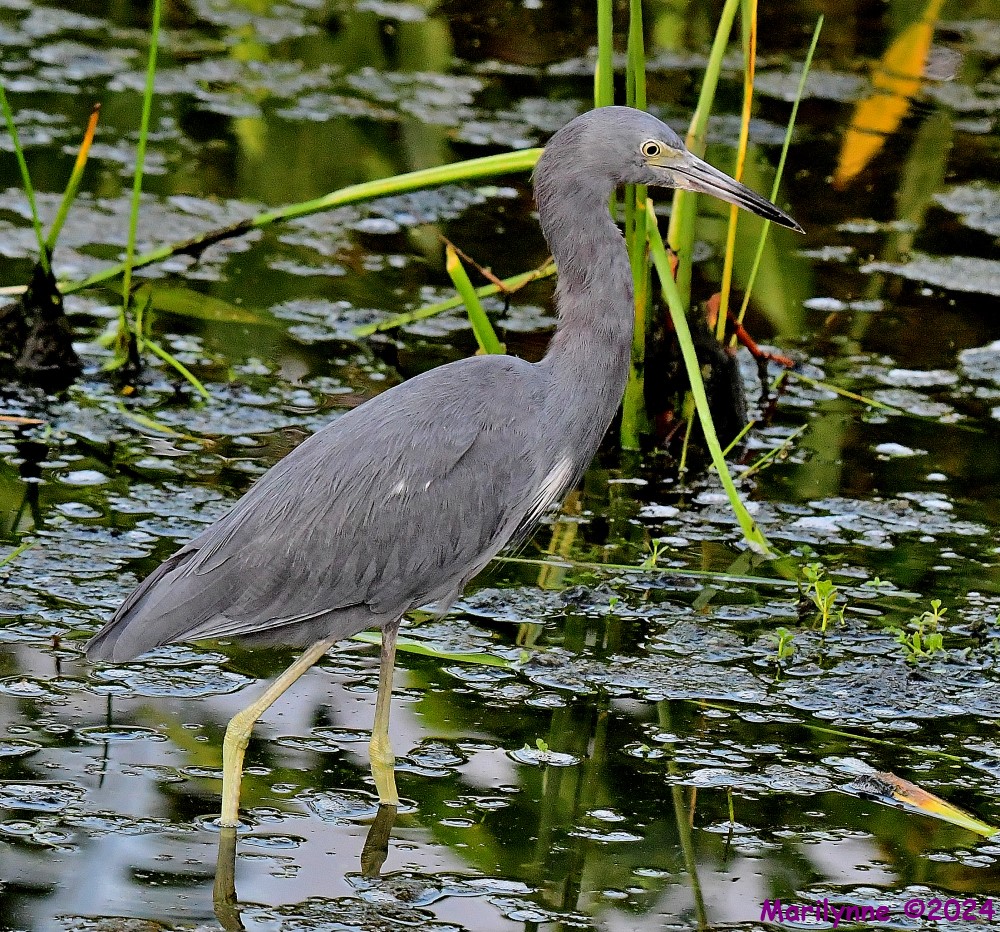 DSC_1850_001.JPG