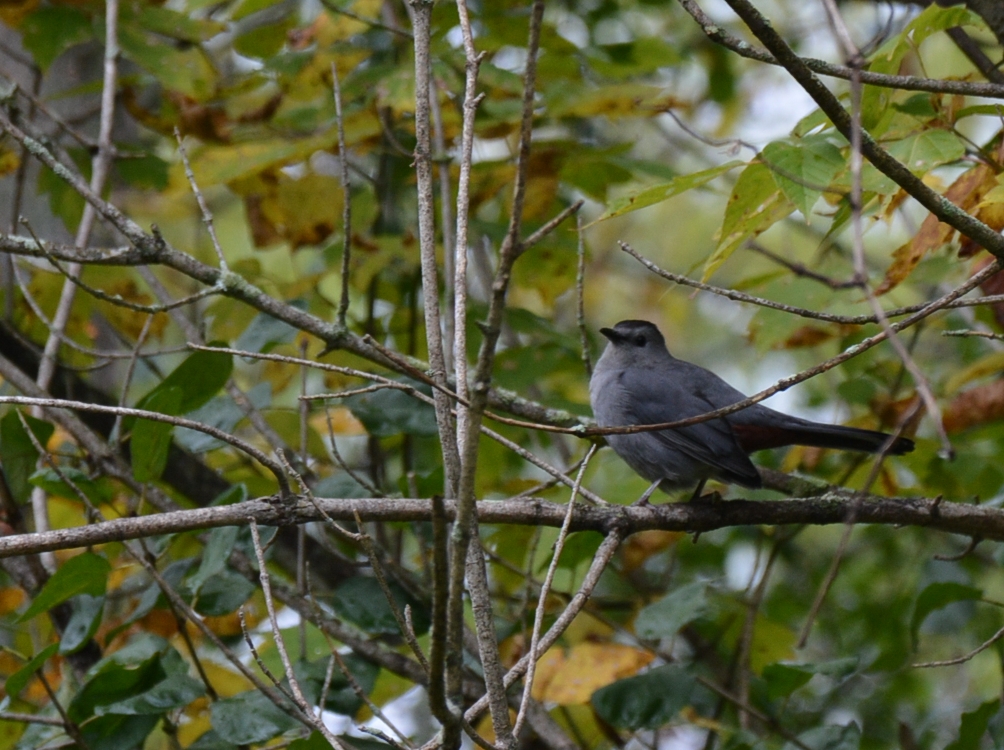 DSC_1851.JPG