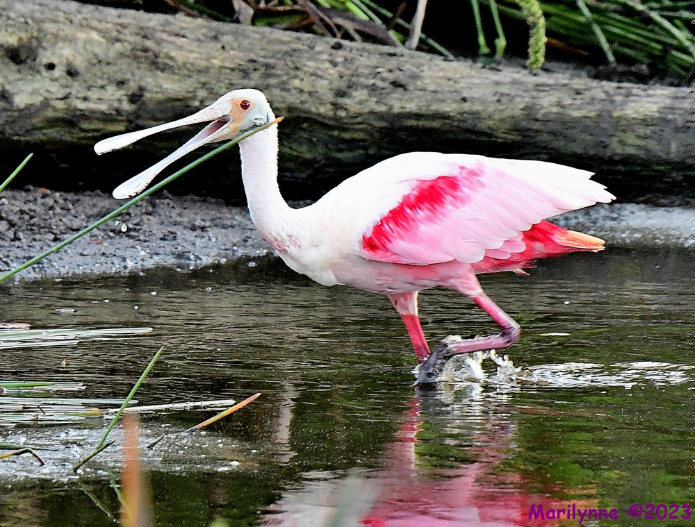 DSC_1851_001.JPG