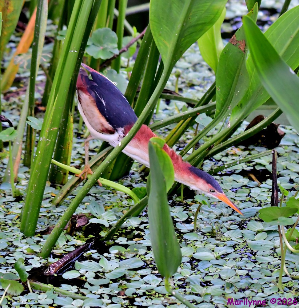 DSC_1851_001.JPG