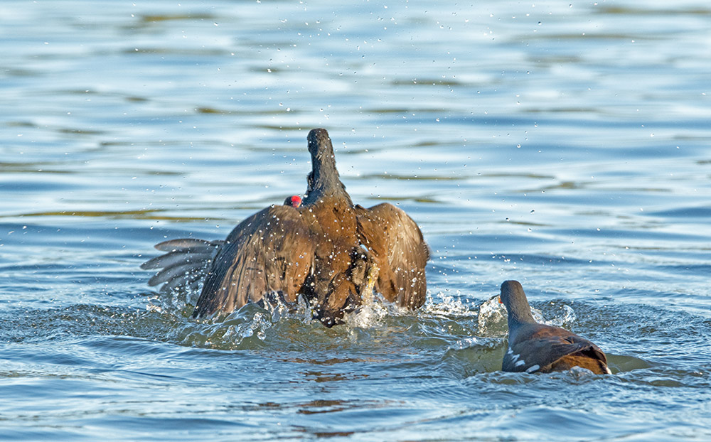 DSC_1852.jpg