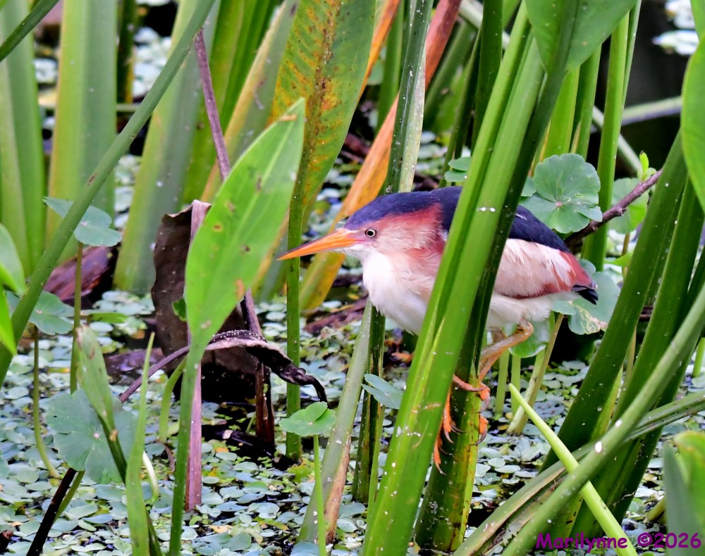 DSC_1852_001.JPG
