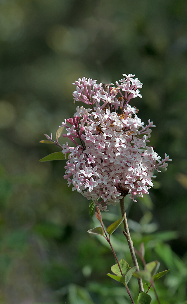 DSC_1854.jpg