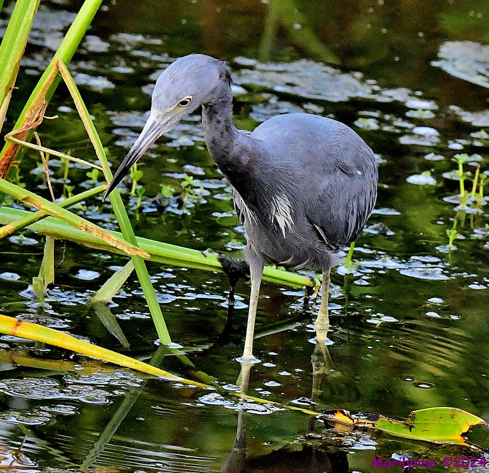 DSC_1856_001.JPG
