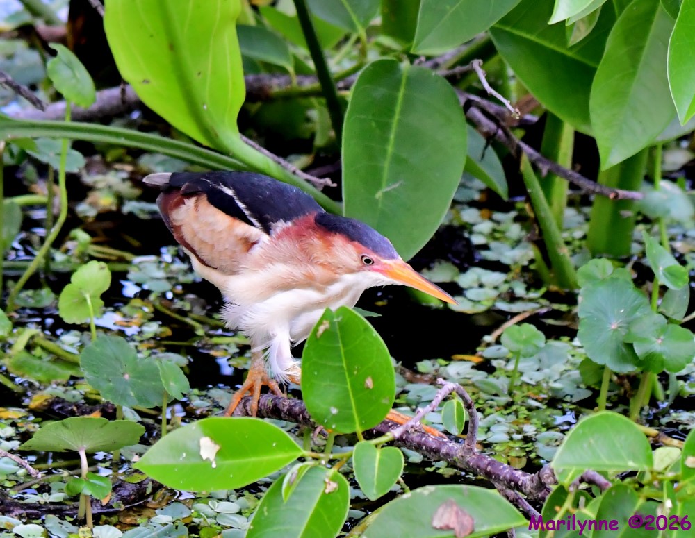 DSC_1857_001.JPG