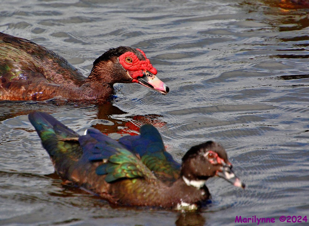 DSC_1860_001.JPG