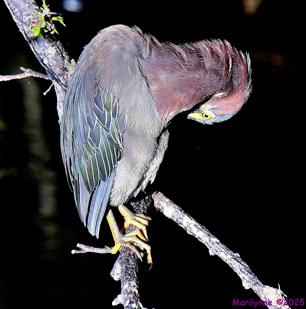 DSC_1860_001.JPG