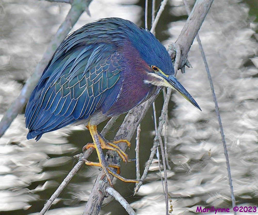 DSC_1862_001.JPG