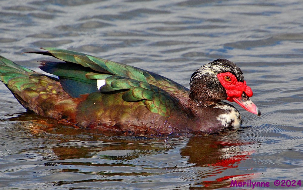 DSC_1862_001.JPG