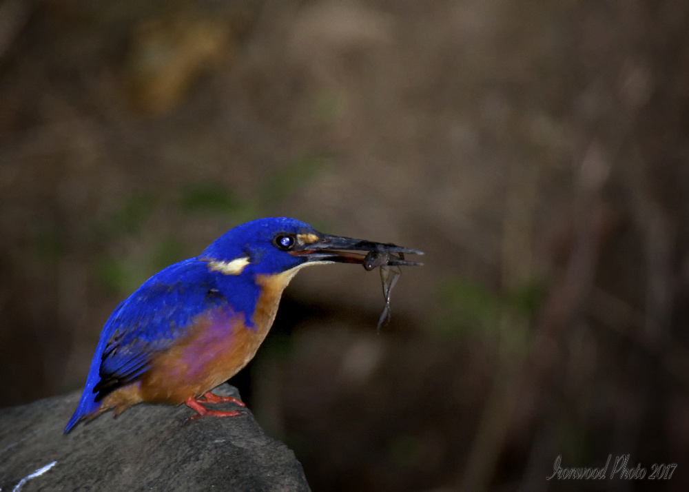 DSC_1863.jpg