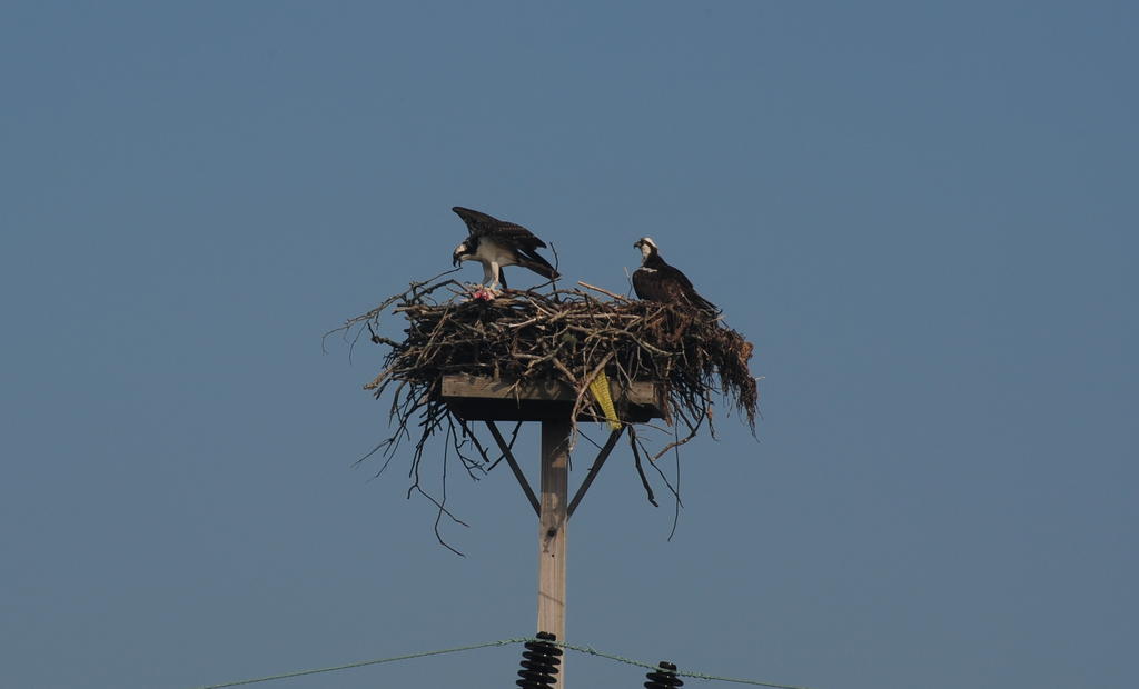 DSC_1868.jpg