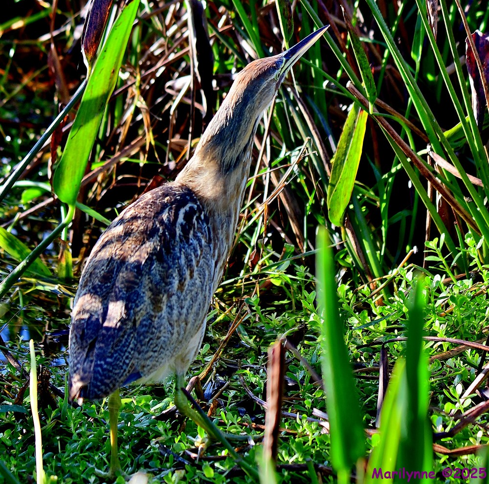 DSC_1868_001.JPG