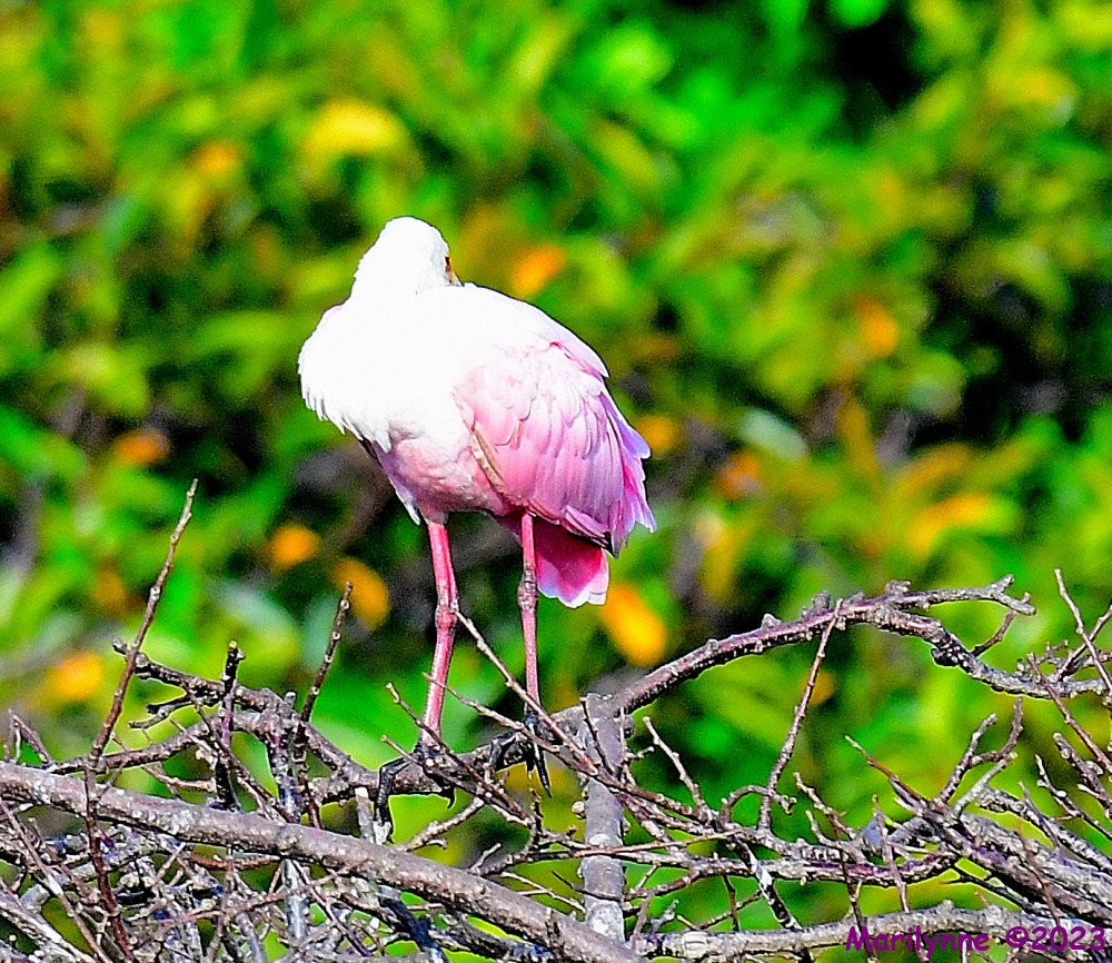 DSC_1869_001.JPG