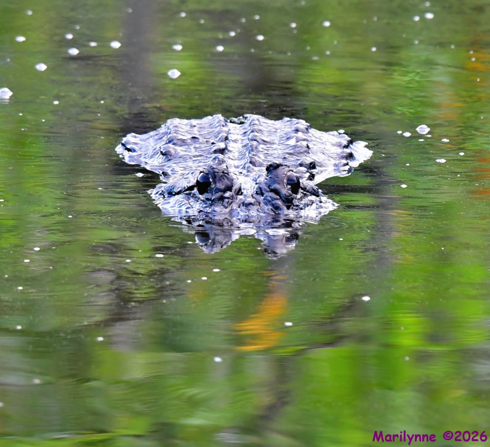 DSC_1872_001.JPG
