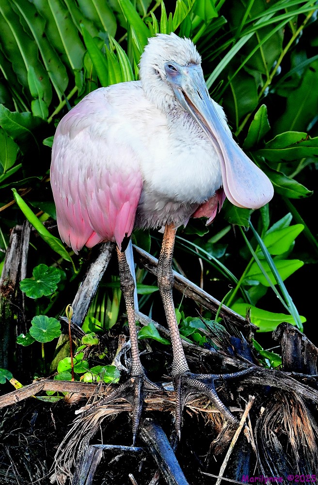 DSC_1874_001.JPG