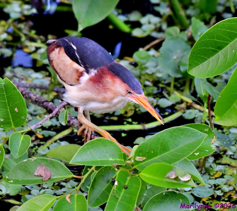 DSC_1874_001.JPG